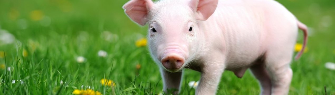 Індонезія підозрює наявність випадків АЧС