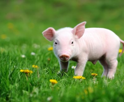 Індонезія підозрює наявність випадків АЧС