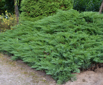 Трав’янистий можжевельник