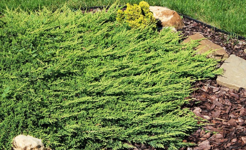 Можжевельник стелючийся