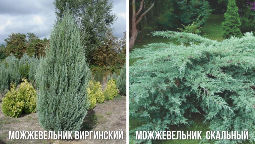 Фото Отличий Сортов Можжевельника