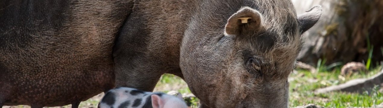 У Перу вакцинували більше трьох мільйонів свиней