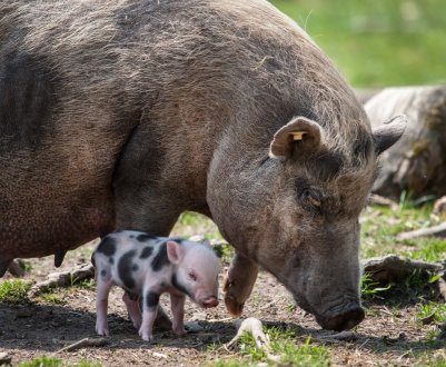 У Перу вакцинували більше трьох мільйонів свиней