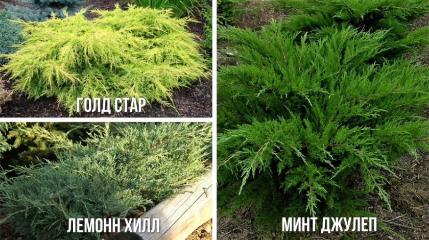Сорта среднего можжевельника Сорта среднего можжевельника