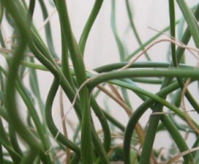 Джункус: догляд в домашніх умовах