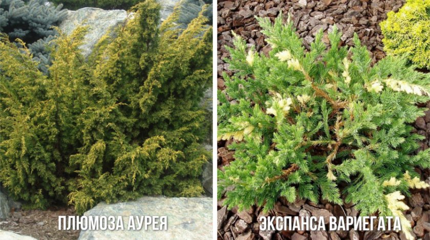 Сорта можжевельника китайского Сорта можжевельника китайского