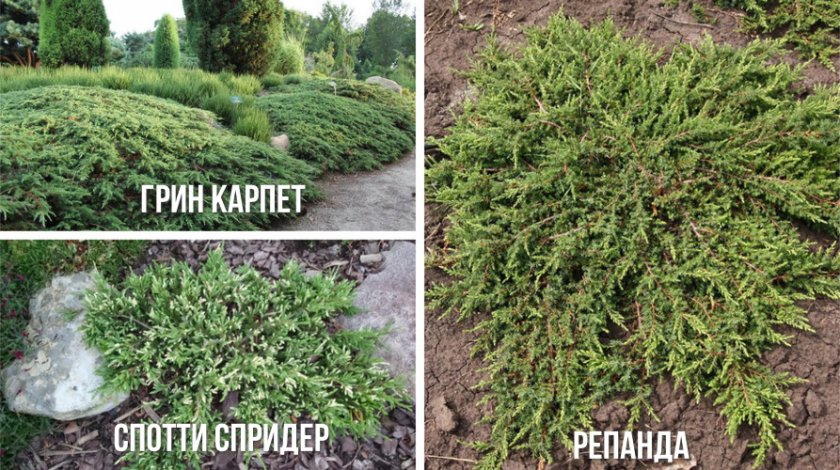 Сорта можжевельника обыкновенного Сорта можжевельника обыкновенного