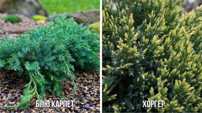 Сорти чешуйчатого можжевельника