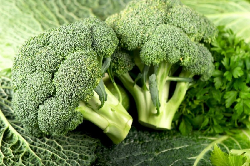 Новий сорт брокколі представили в Іспанії