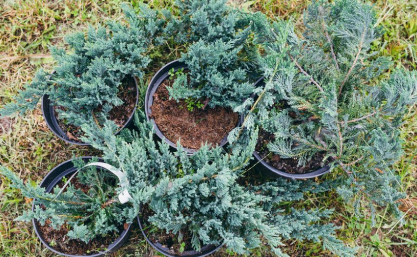 Саженці можжевельника ползучого