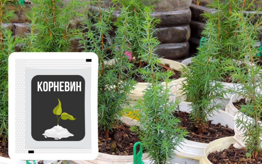 Підготовка розсади можжевельника