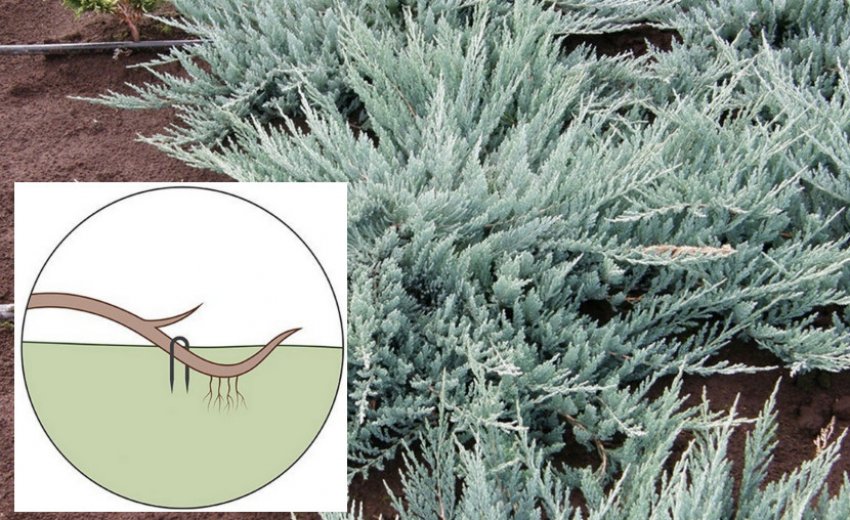 Розмноження повзучого можжевелу відводками