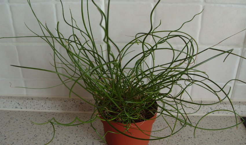 Джункус Джункус