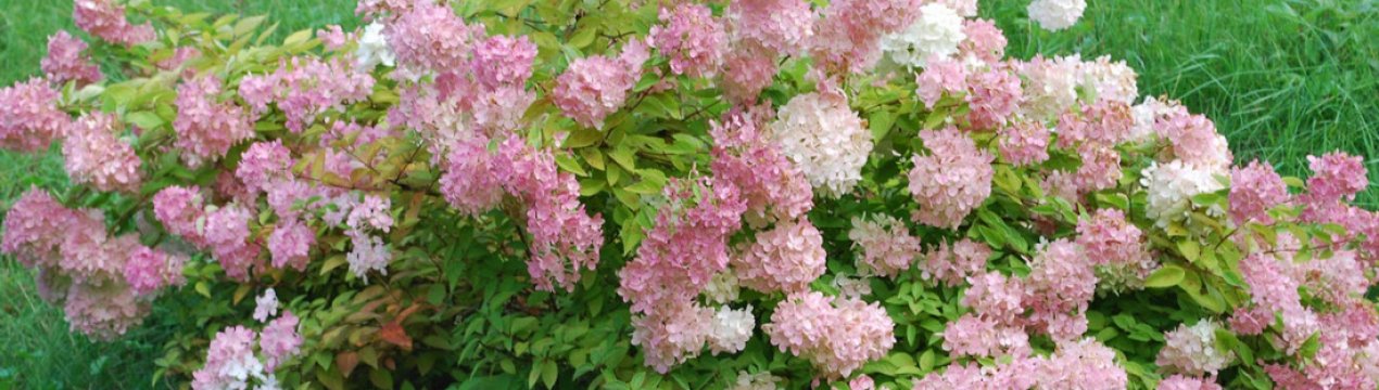 Опис та вирощування гортензії "Конфетті"