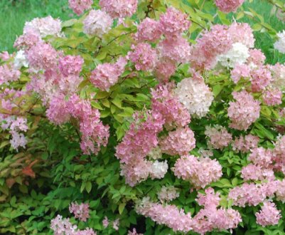 Опис та вирощування гортензії "Конфетті"