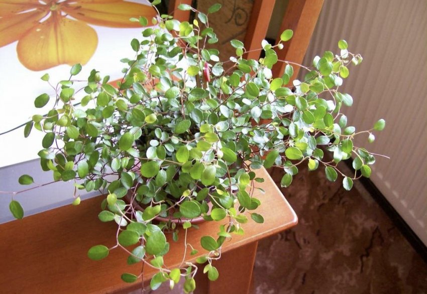 Мюленбекия Мюленбекия