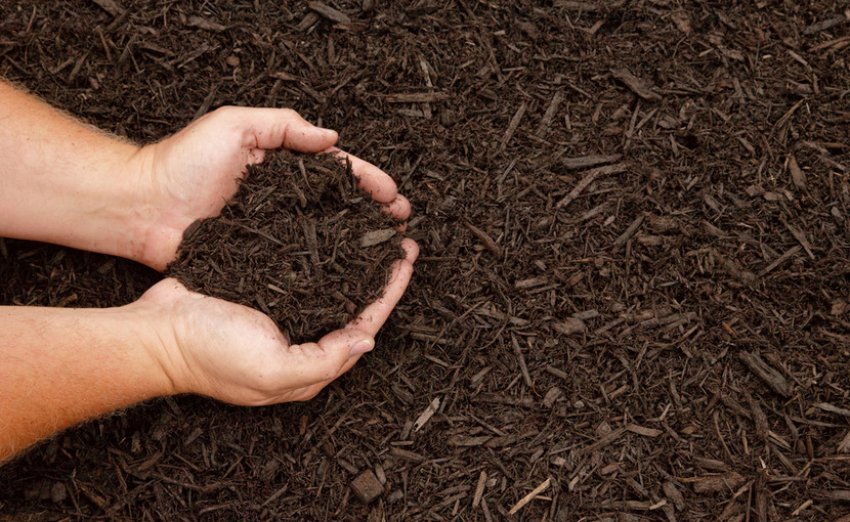 Мульчування Мульчування