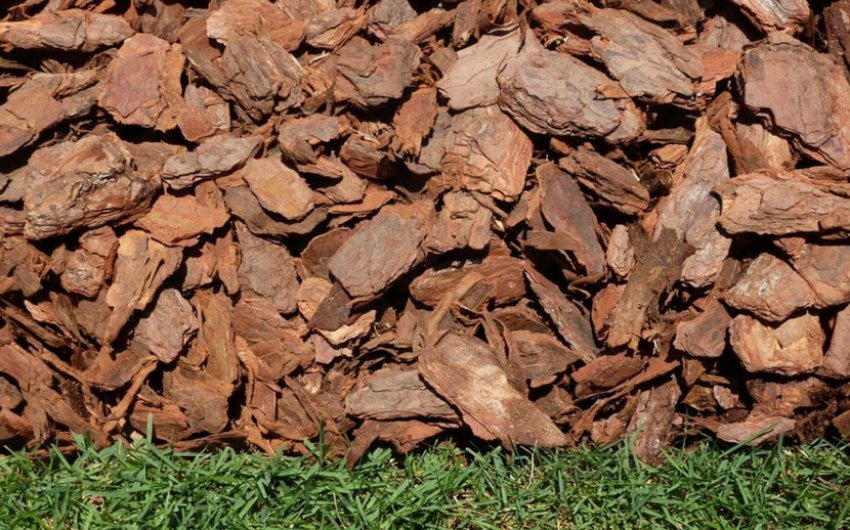 Мульча з соснової кори Мульча з соснової кори