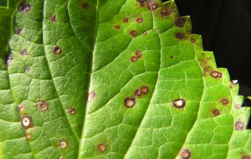 Плямистість листя гортензії Плямистість листя гортензії