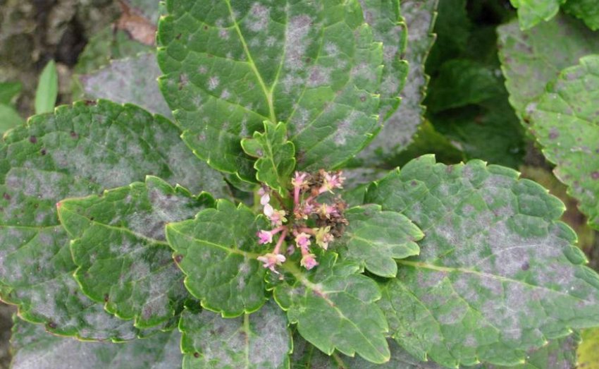 Мучниста роса гортензії Мучниста роса гортензії