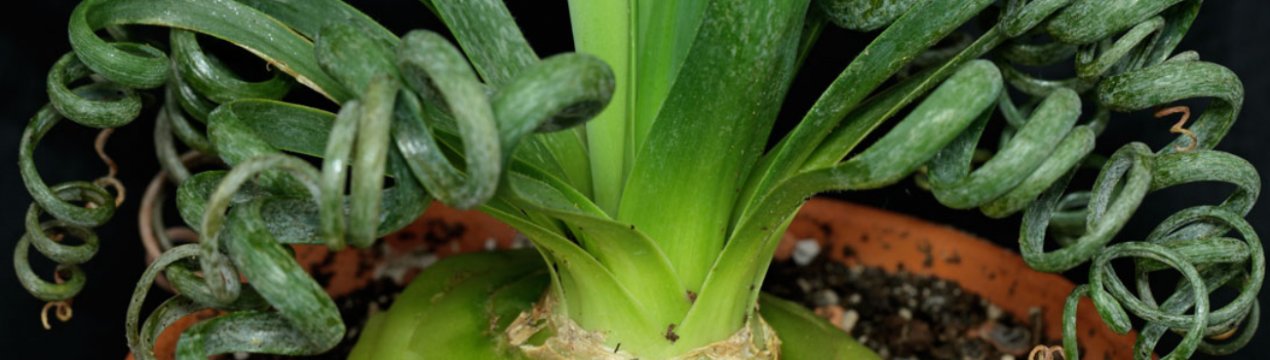 Альбука спіральна: опис, вирощування і догляд в домашніх умовах