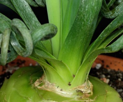 Альбука спіральна: опис, вирощування і догляд в домашніх умовах