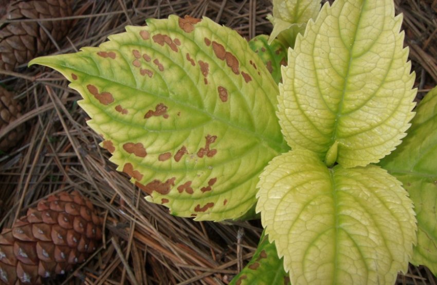 Хлороз гортензії Хлороз гортензії