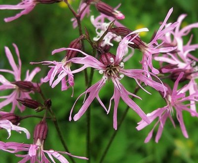 Кукушкин цвет обыкновенный: описание и применение