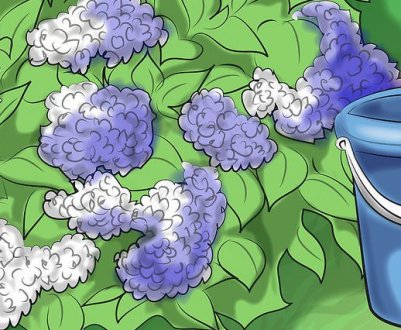 Як і чим кислити ґрунт для гортензії?