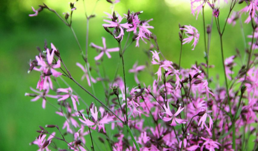 Горицвет Горицвет