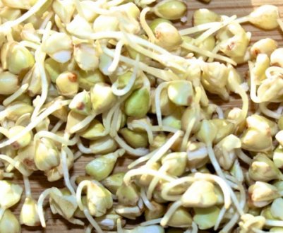 Пророщування зеленої гречки: інструкція, правила вживання та зберігання