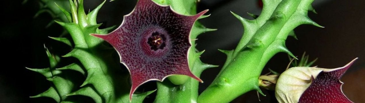 Гуернія шорстка: догляд в домашніх умовах