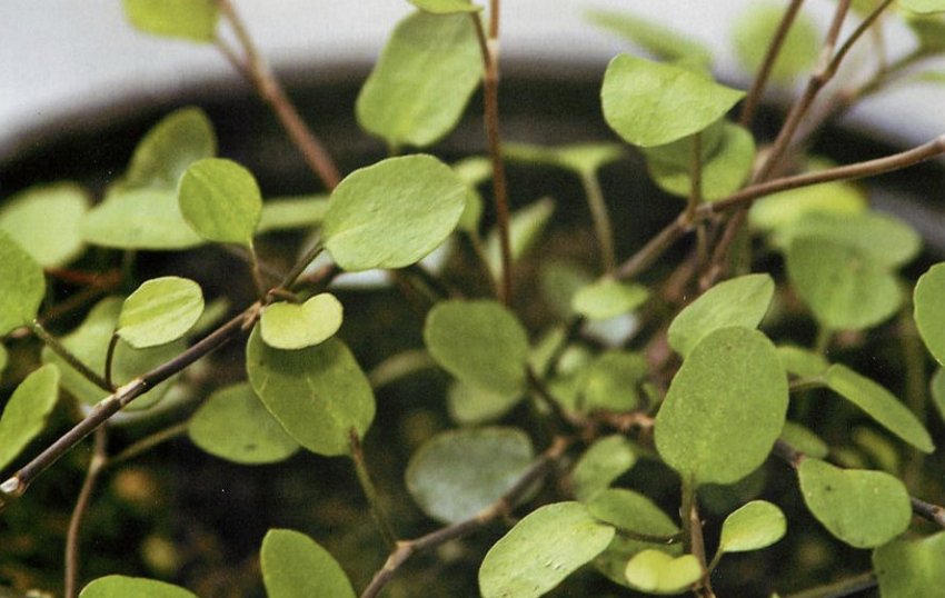 Мюленбекия Мюленбекия