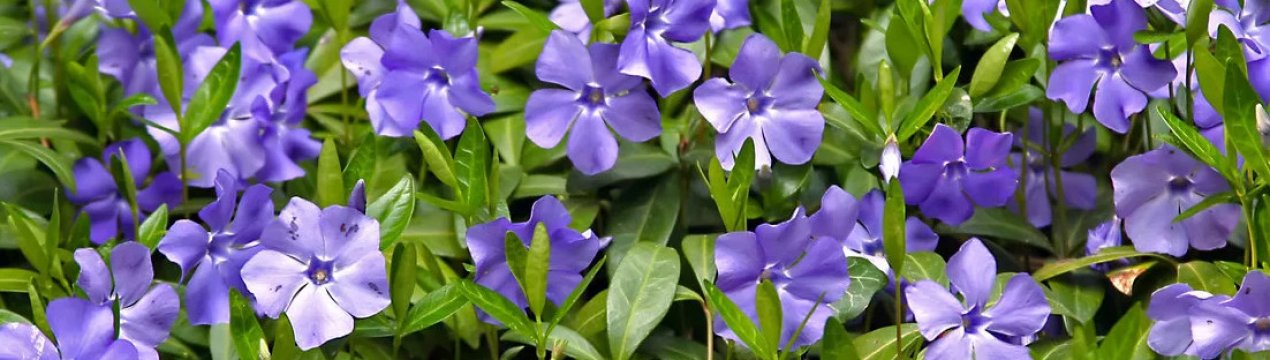 Фіалка мала: опис, посадка та догляд на відкритому ґрунті