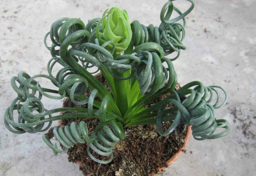 Альбука спіральна Альбука спіральна