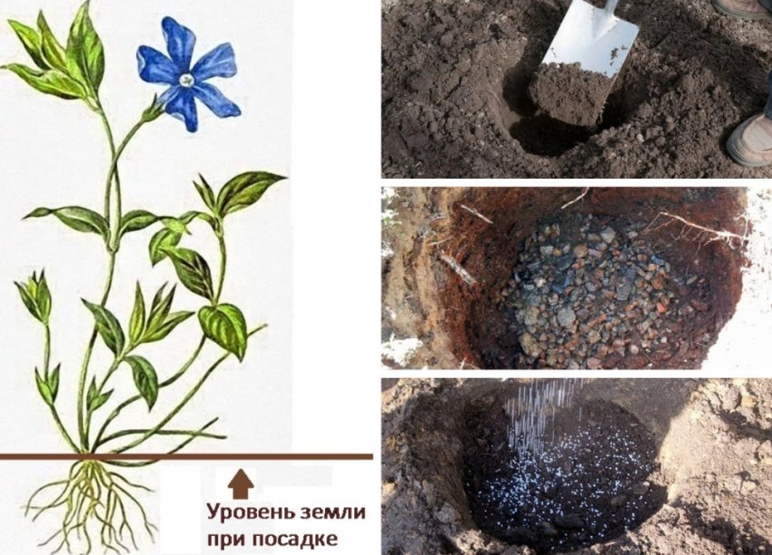 Посадка барвінка Посадка барвінка