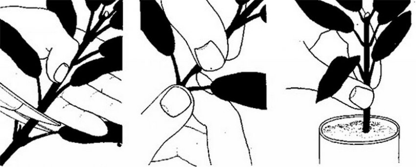 Розмноження виноградника вудками Розмноження виноградника вудками