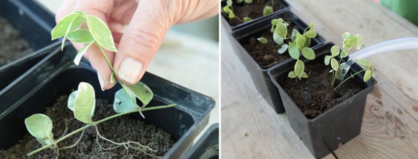 Розмноження виноградника пагонами Розмноження виноградника пагонами