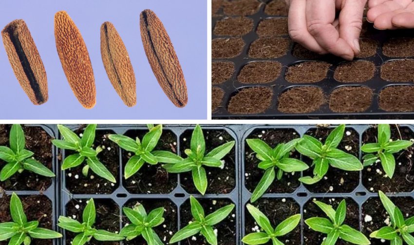 Розмноження плюща насінням Розмноження плюща насінням