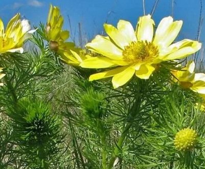 Лікувальні властивості весняного адоніса