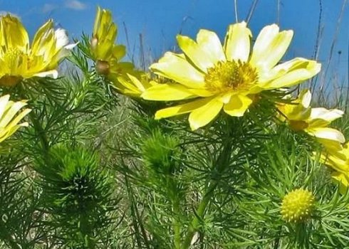 Лікувальні властивості весняного адоніса