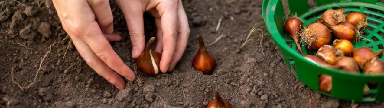 когда сажать тюльпаны осенью в каком месяце на урале. . когда сажать тюльпаны осенью в каком месяце на урале фото. когда сажать тюльпаны осенью в каком месяце на урале-. картинка когда сажать тюльпаны осенью в каком месяце на урале. картинка . Нет смысла рассказывать о красоте и благоухании тюльпанов, это знают все садоводы. Поэтому эти луковичные цветы наполняют почти каждый сад. Посадка тюльпанов проста и ничем не отличается от посадки других луковичных культур. Но как с любым растением соблюдение правил посадки поможет добиться обильного цветения.