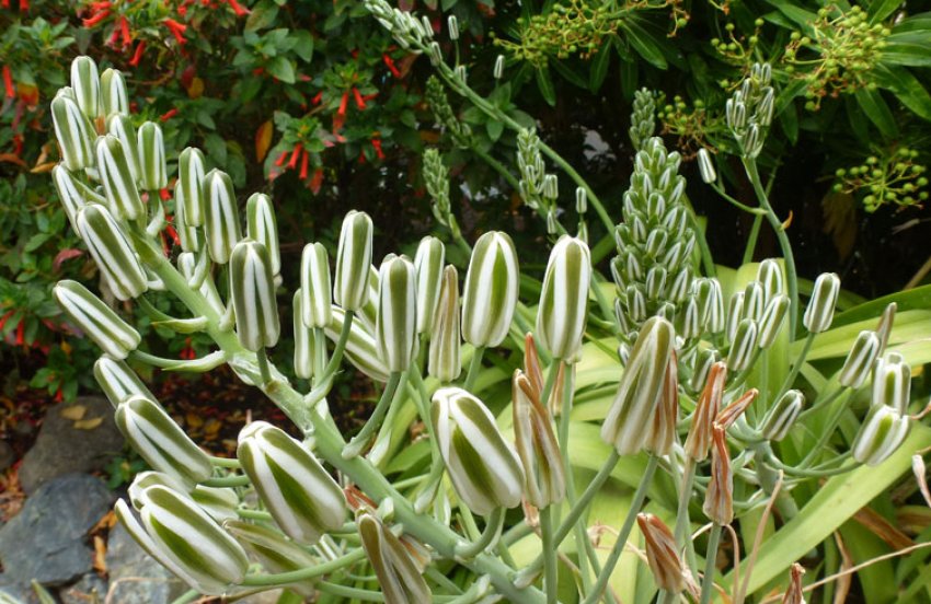 Альбука Нельсона Альбука Нельсона