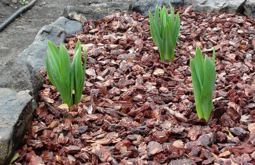 Мульчування тюльпанів
