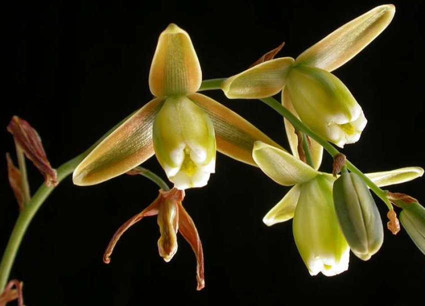 Альбука канадська Альбука канадська