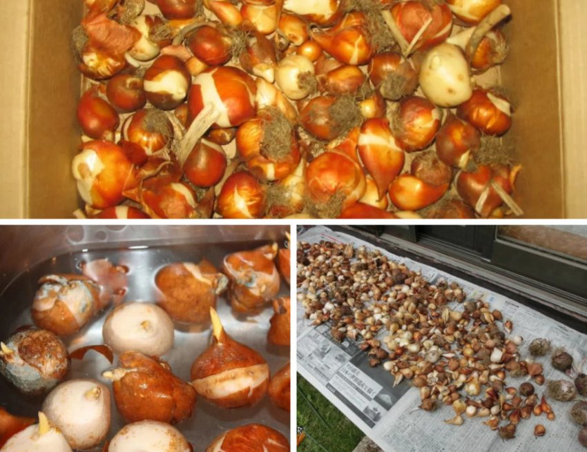 Зберігання цибулин