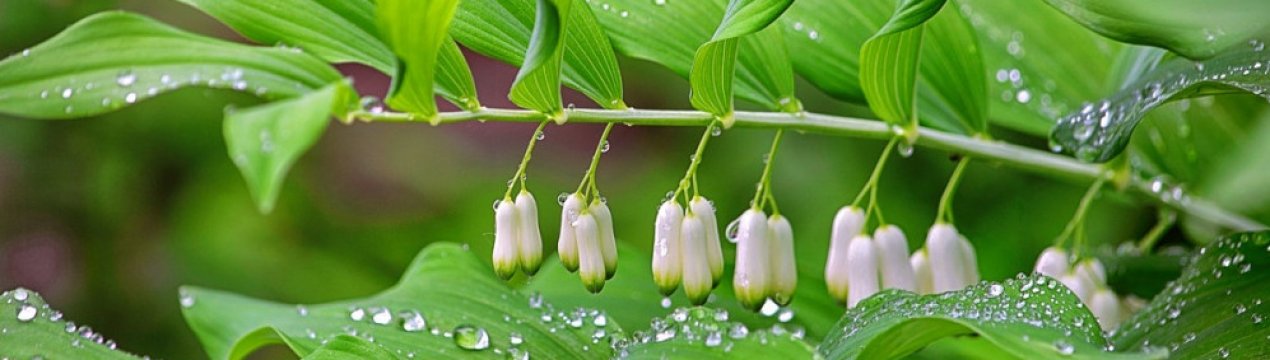 Купена лікарська: лікувальні властивості та застосування