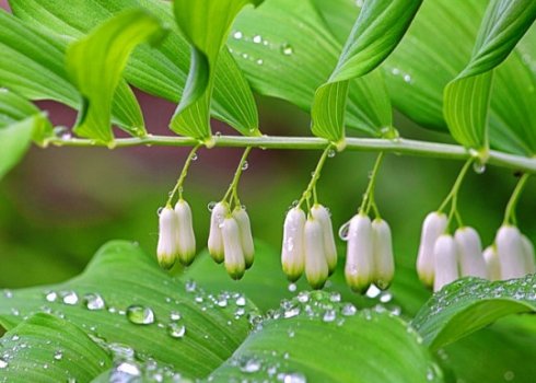 Купена лекарственная: лечебные свойства и применение