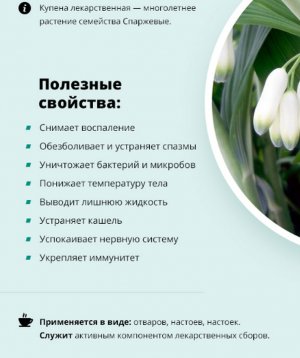 Корисність дурману лікарського Корисність дурману лікарського