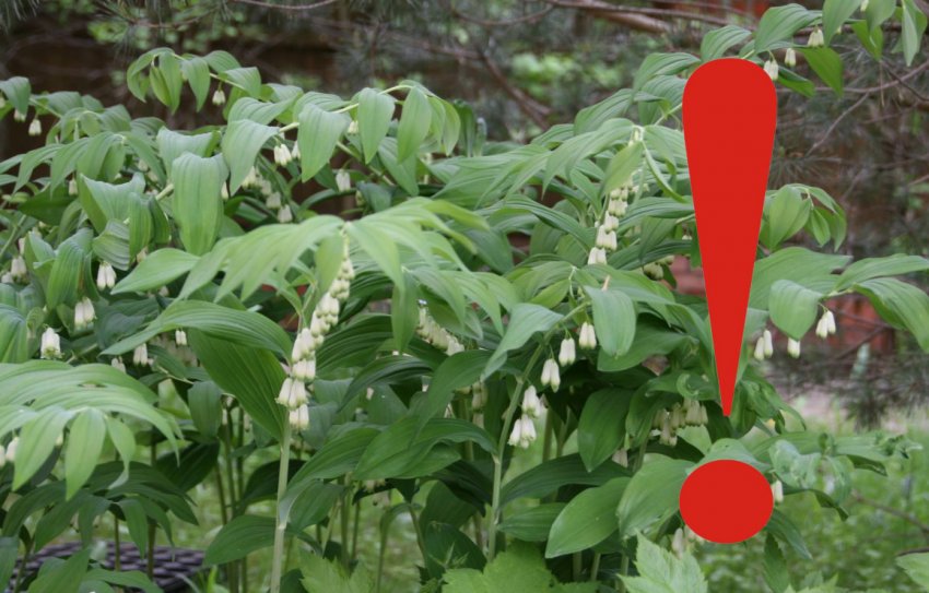 Противопоказания к употреблению купены лекарственной Противопоказания к употреблению купены лекарственной